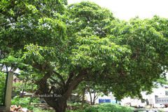 Byrsonima crassifolia